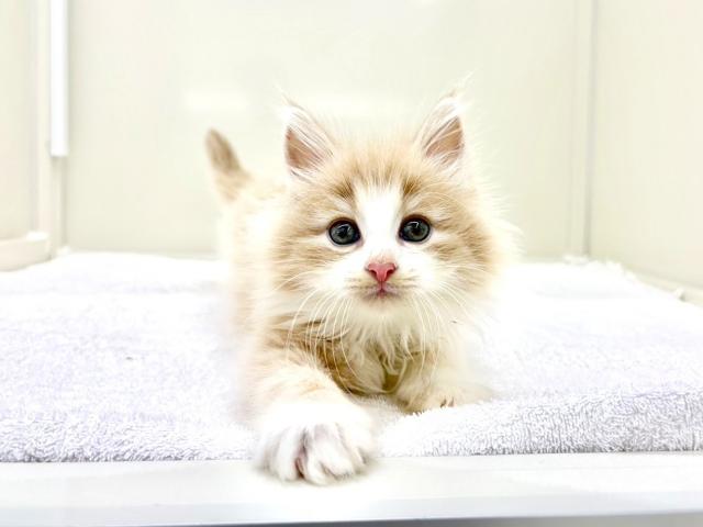 ノルウェージャンフォレストキャット369の写真5