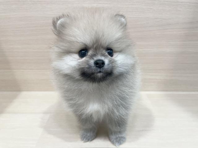 ポメラニアンの写真4