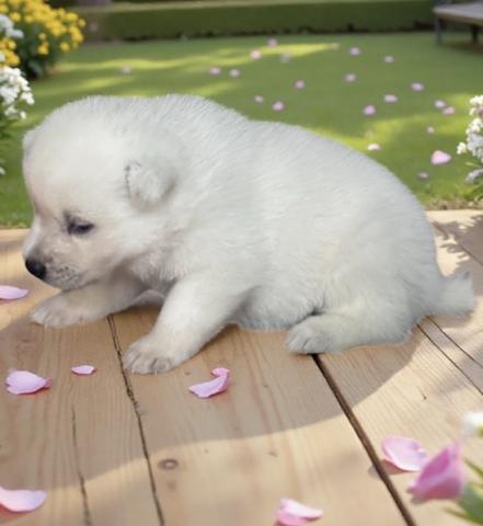 紀州犬の写真2