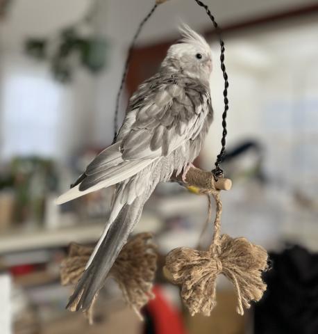 オカメインコの写真4