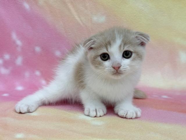 スコティッシュフォールドの写真4