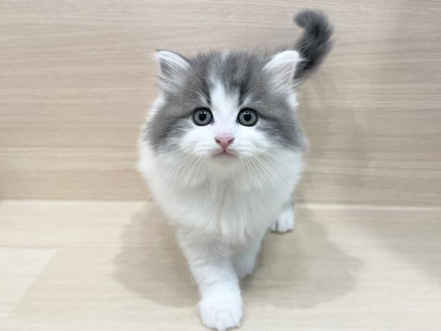 サイベリアンの写真4