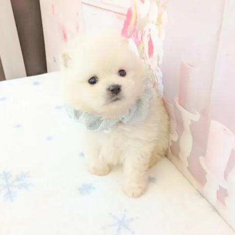 ポメラニアンの写真4