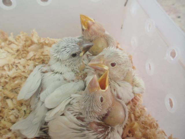 シルバー文鳥♪ 雛達 (^_-)-☆の写真2