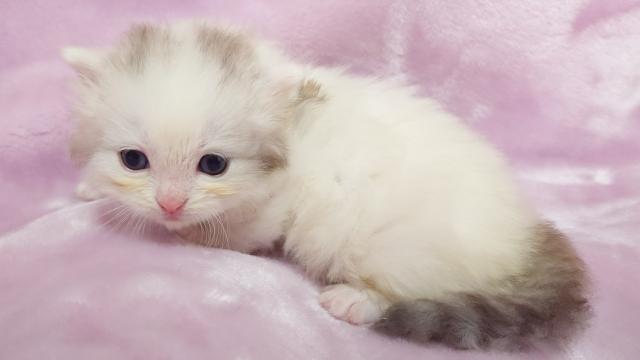 サイベリアンの写真2