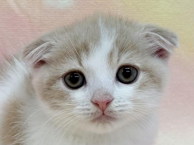 スコティッシュフォールドの写真2