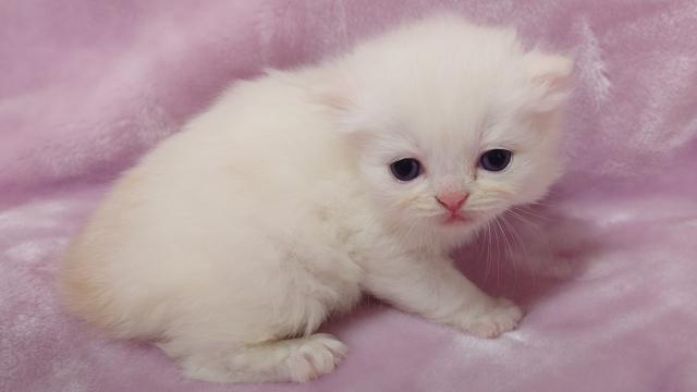 サイベリアンの写真2