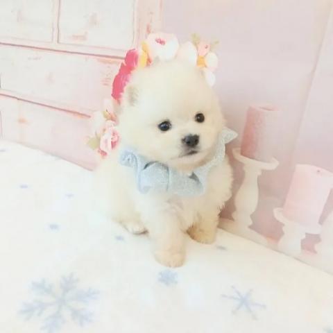 ポメラニアンの写真5