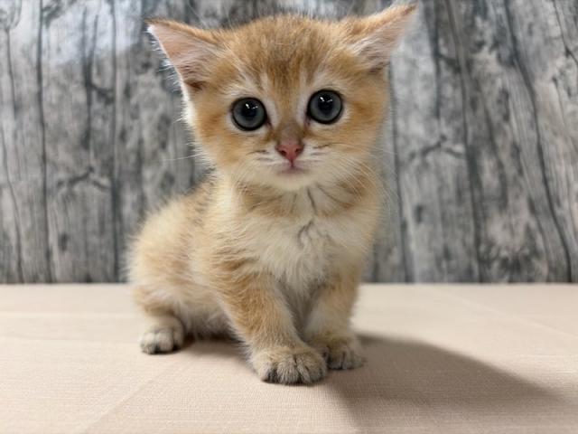 ブリティッシュショートヘア
