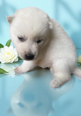 紀州犬の写真2