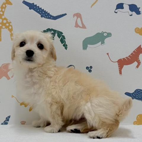 MIXの写真4