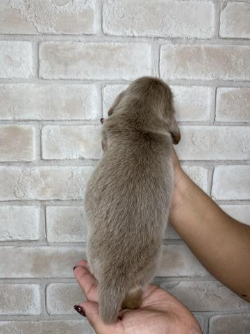 ミニチュアダックスフンドの写真4