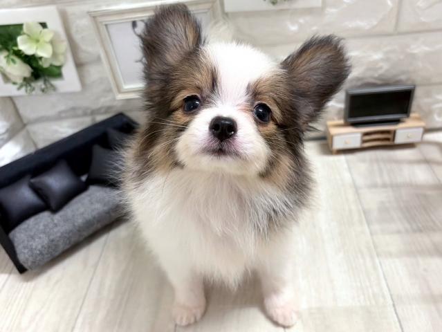 パピヨンの写真2