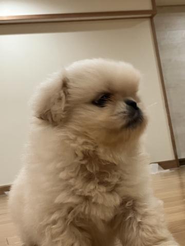 ペキニーズの写真4