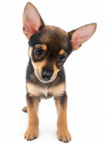 犬MIX(ヨークシャーテリア)×(ヨークシャーテリア×ミニチュアピンシャー)の写真3