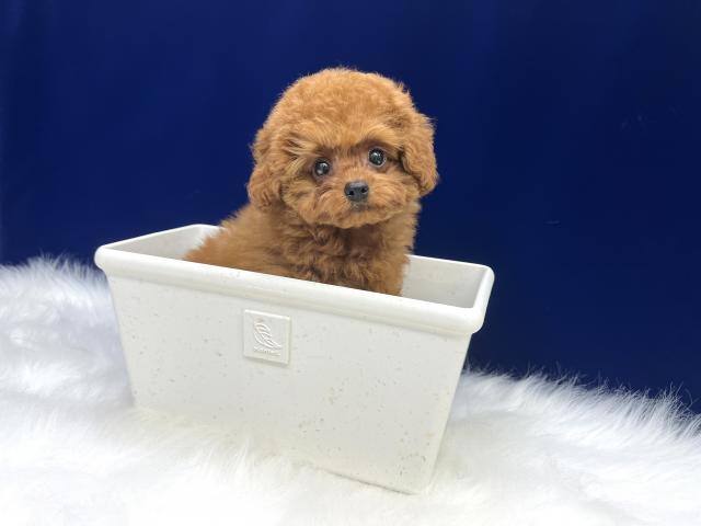 トイプードルマイクロ~ティーカップサイズ予想の写真4