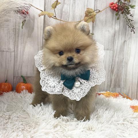 ポメラニアンの写真2