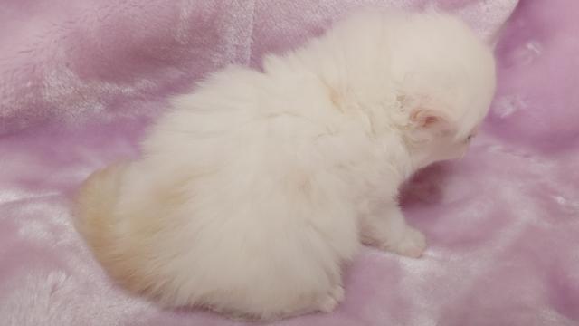 サイベリアンの写真4