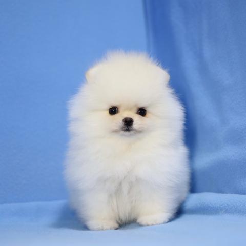 ポメラニアンの写真4