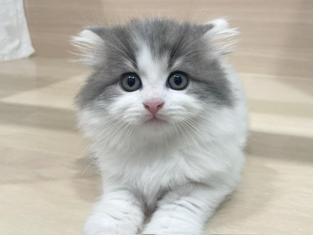 サイベリアンの写真3