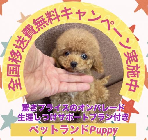 💕ペットランドPuppy💕ブリーダー直販店💕