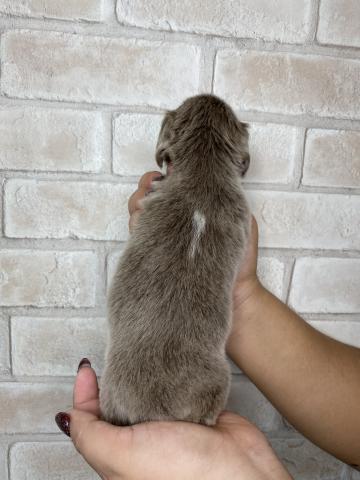 ミニチュアダックスフンドの写真4
