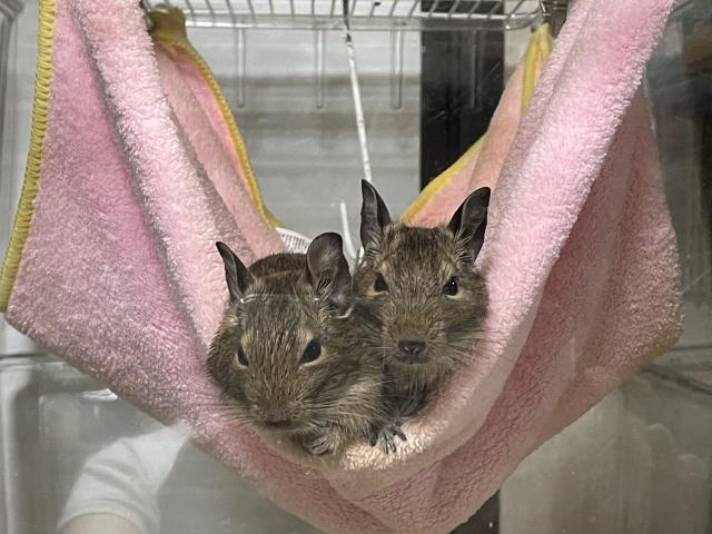 デグーの写真3