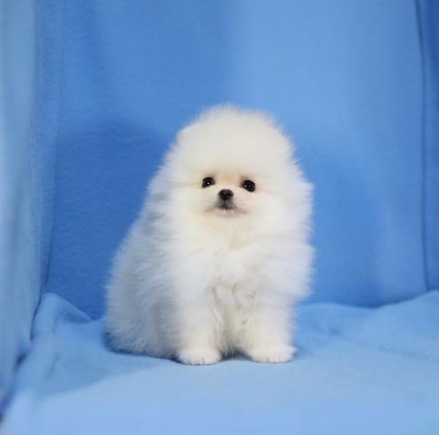 ポメラニアンの写真6
