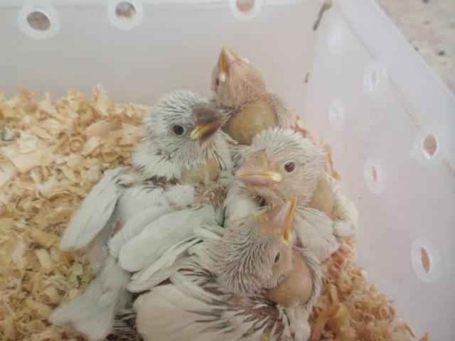 シルバー文鳥♪ 雛達 (^_-)-☆の写真3