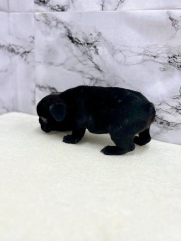 フレンチブルドッグの写真6