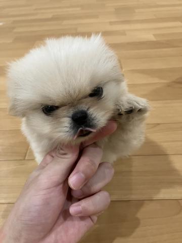 ペキニーズの写真2