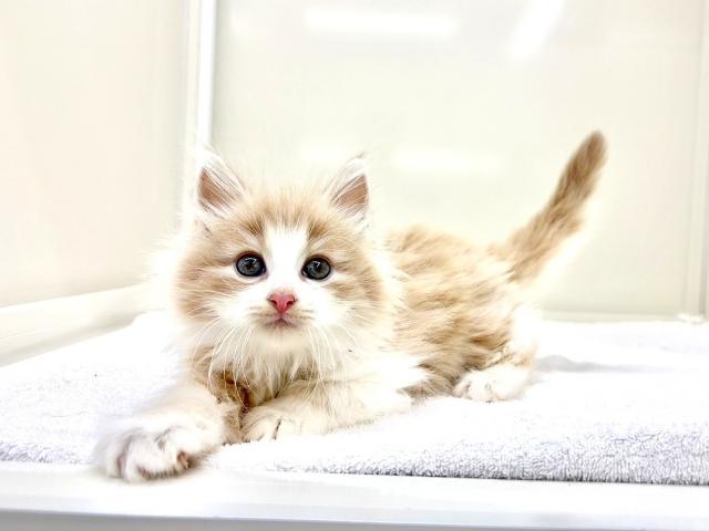 ノルウェージャンフォレストキャット369の写真4