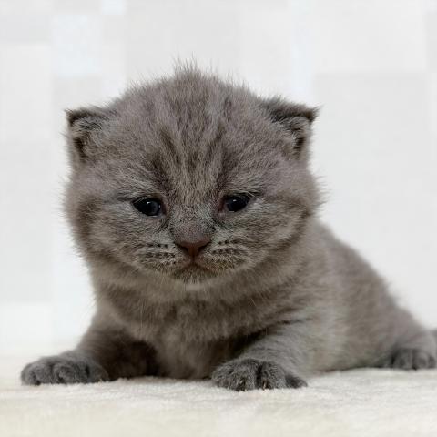 ブリティッシュショートヘア