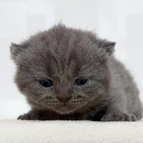 ブリティッシュショートヘア