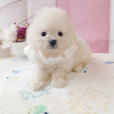 ポメラニアンの写真3