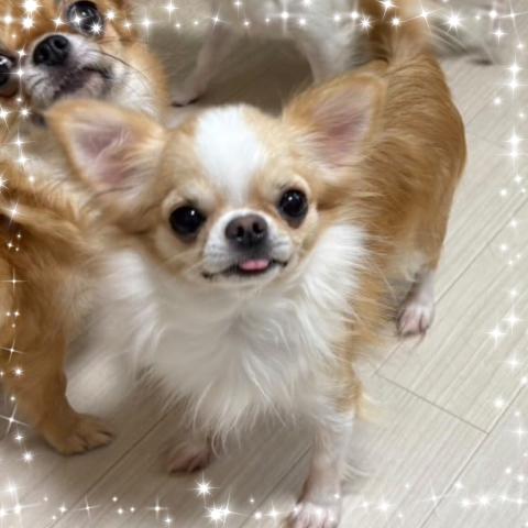 チワワ（ロングコート）の写真6