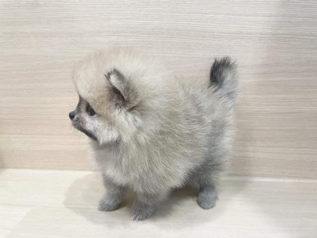 ポメラニアンの写真5