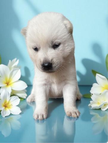 紀州犬