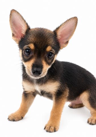 犬MIX(ヨークシャーテリア)×(ヨークシャーテリア×ミニチュアピンシャー)の写真2
