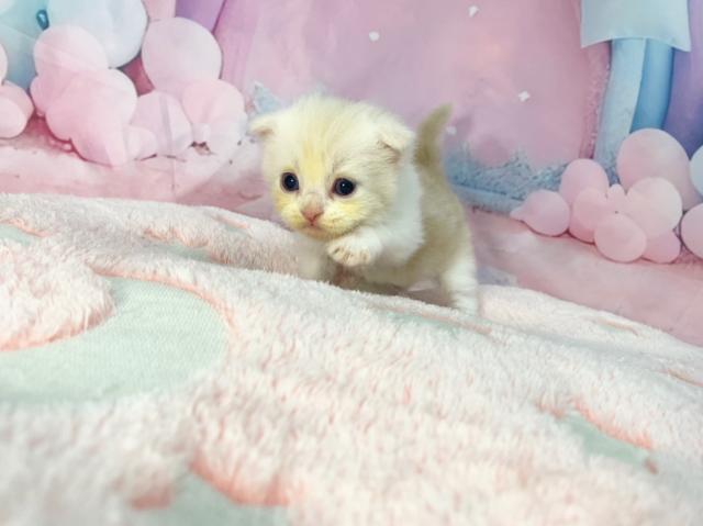 スコティッシュフォールドの写真5