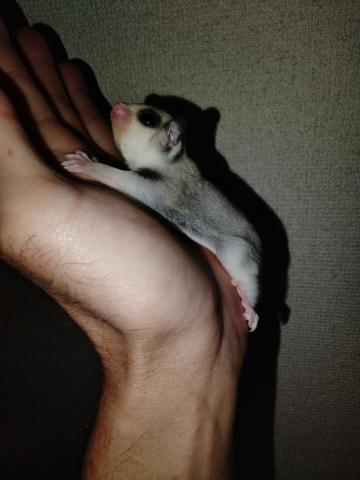フクロモモンガ の写真5