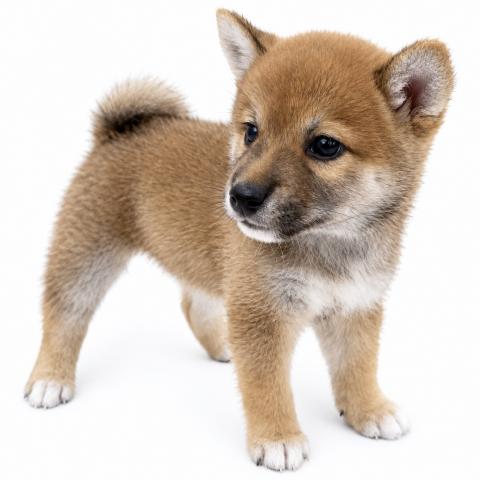 柴犬の写真2