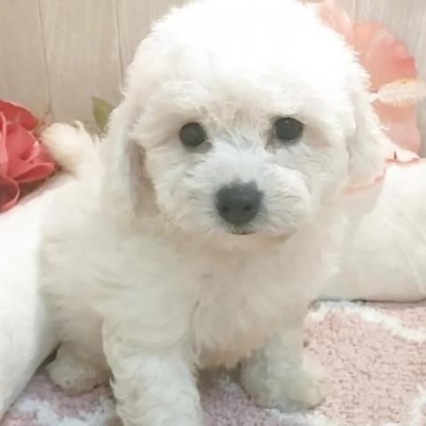 ビションフリーゼ