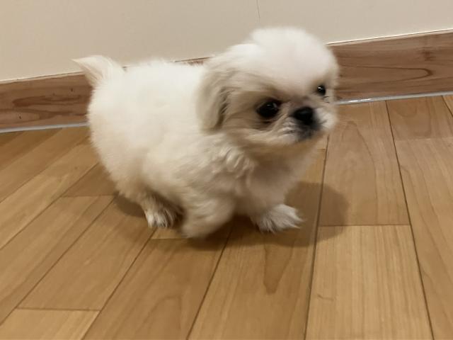 ペキニーズの写真5
