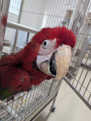 ベニコンゴウインコ