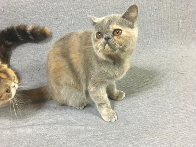 エキゾチックショートヘアーの写真4