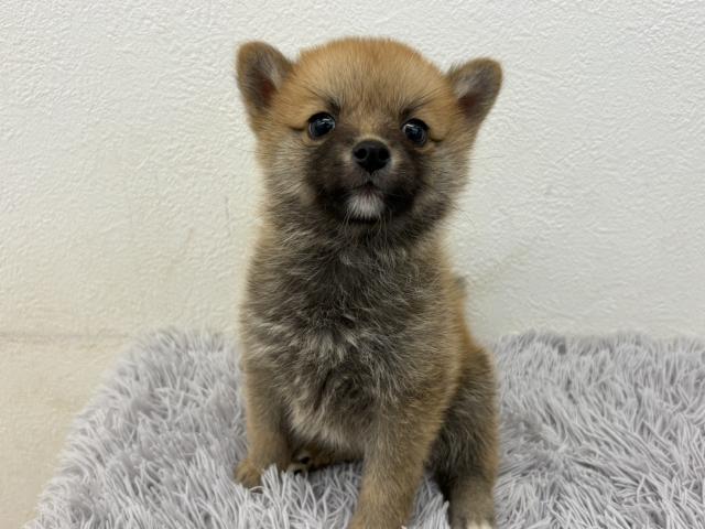 MIX(父ポメラニアン×母柴犬)