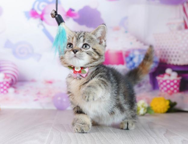 マンチカンの写真3