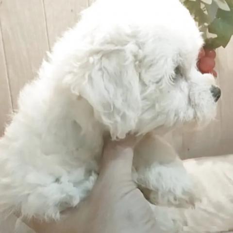 ビションフリーゼの写真5