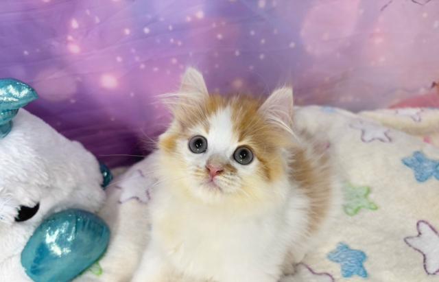 スコティッシュフォールドの写真2